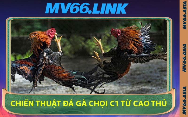 Chiến Thuật Đá Gà Chọi C1 Từ Cao Thủ