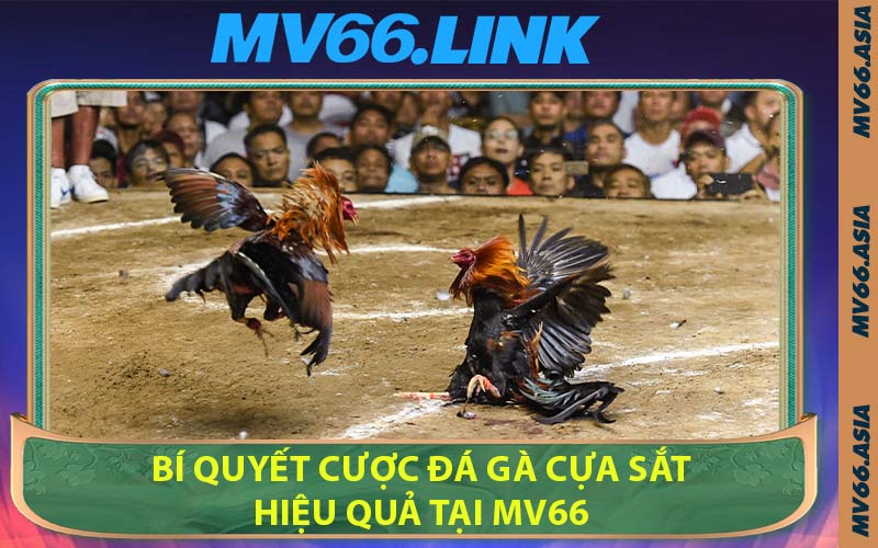 Bí Quyết Cược Đá Gà Cựa Sắt Hiệu Quả Tại MV66
