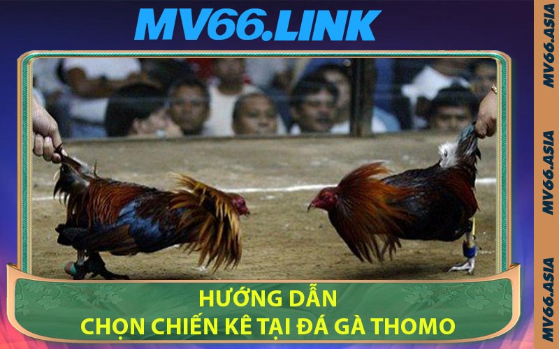 Hướng Dẫn Chọn Chiến Kê Tại Đá Gà Thomo