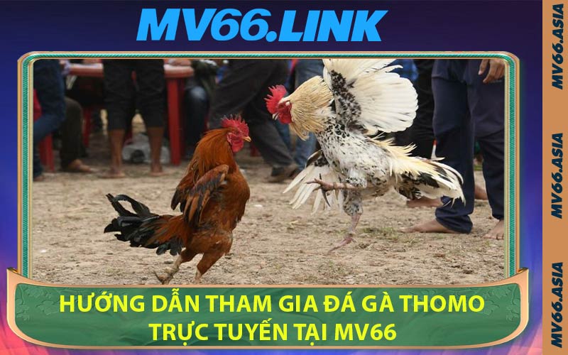 Hướng Dẫn Tham Gia Đá Gà Thomo Trực Tuyến Tại MV66