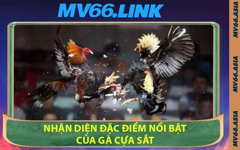 Nhận Diện Đặc Điểm Nổi Bật Của Gà Cựa Sắt